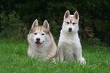 SIBERIAN HUSKY 1023